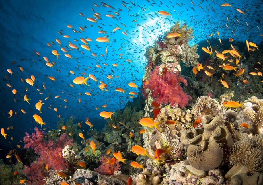 Um recife de coral saudável e cheio de vida no Mar Vermelho, Egito