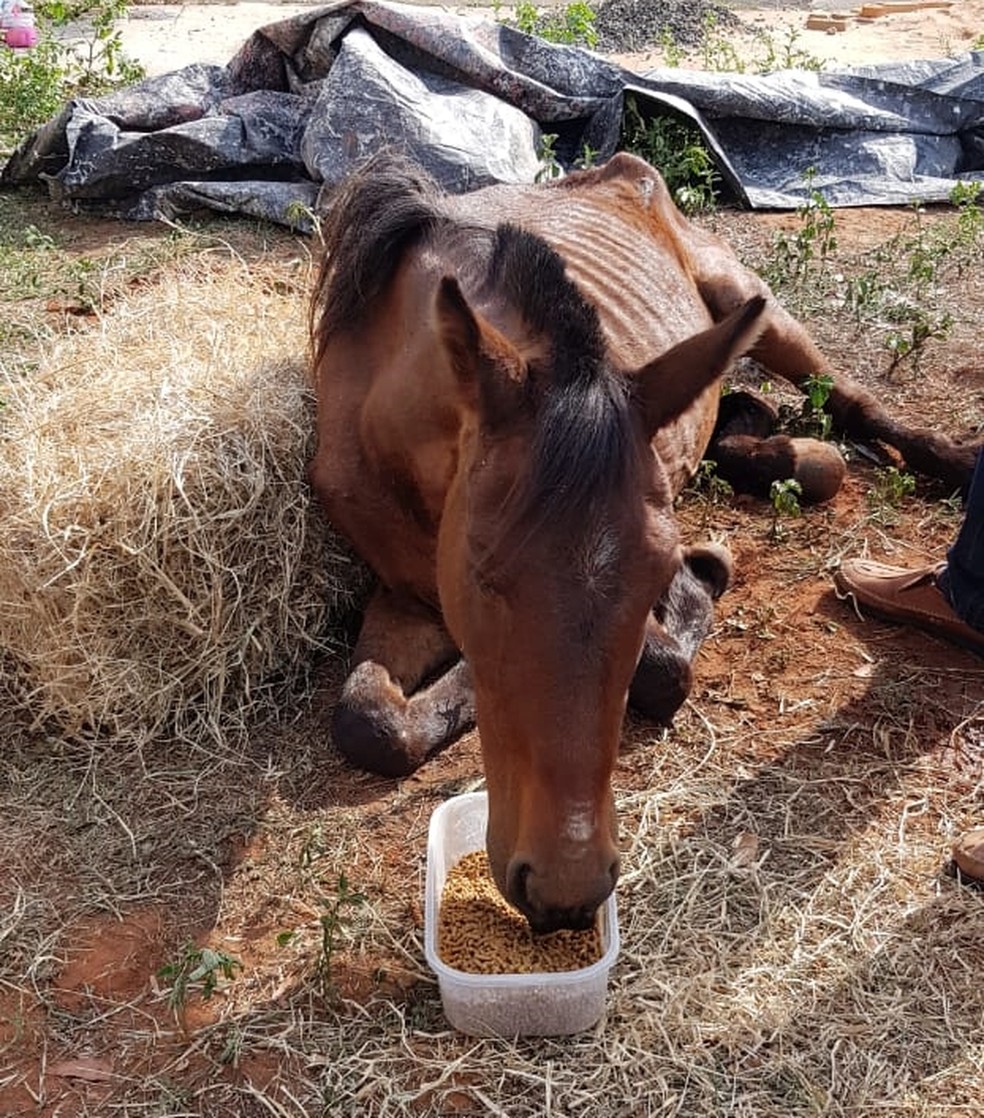 Égua recebeu comida e agora está em um sítio em Penápolis — Foto: Divulgação/Polícia Ambiental