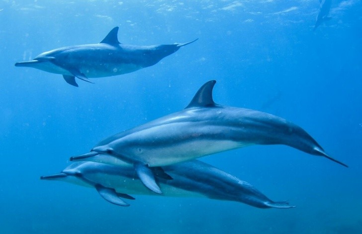 Pesquisa analisa sons para entender influência do turismo no comportamento de golfinhos em Fernando de Noronha thumbnail