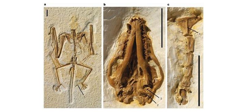 Espécie de morcego de 16 milhões de anos descoberta em sítio arqueológico na Espanha (Foto: Reprodução/ruvid.org)