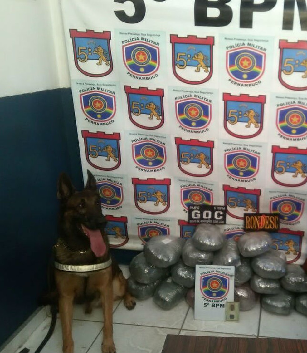 Maconha apreendida em Salgueiro (Foto: Divulgação/ 5º BPM)