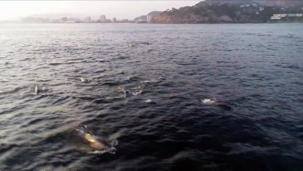 Golfinhos nadam no mar da Barra da Tijuca â Foto: Victor Aune/Arquivo pessoal