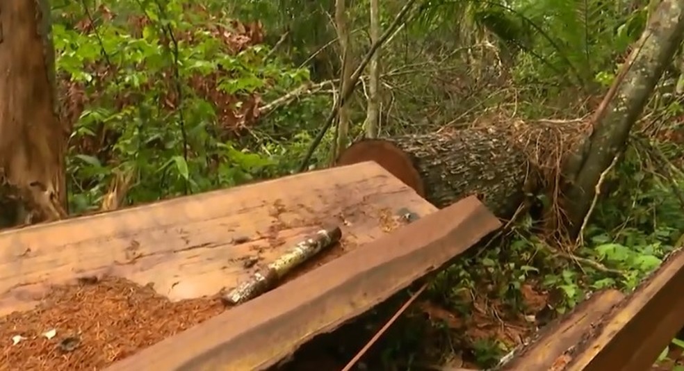 Operação flagra derrubada de castanheiras milenares com mais de 40 metros em reserva no AC — Foto: Reprodução/Rede Amazônica Acre