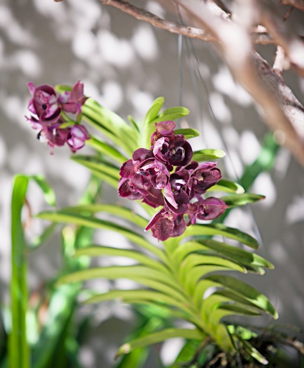 Orquídeas. Os exemplares do gênero Vanda devem ser cultivados com as raízes limpas e soltas, por isso são ótimos para pendurar (Foto: Gui Morelli / Divulgação)