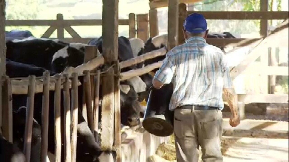 Produtores de leite adotam alternativas para reduzir custos e melhorar preços thumbnail