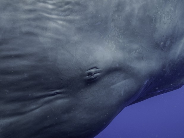 Detalhe do olho de uma baleia cachalote (Foto: Luis Lamar/NatGeo para Disney+)
