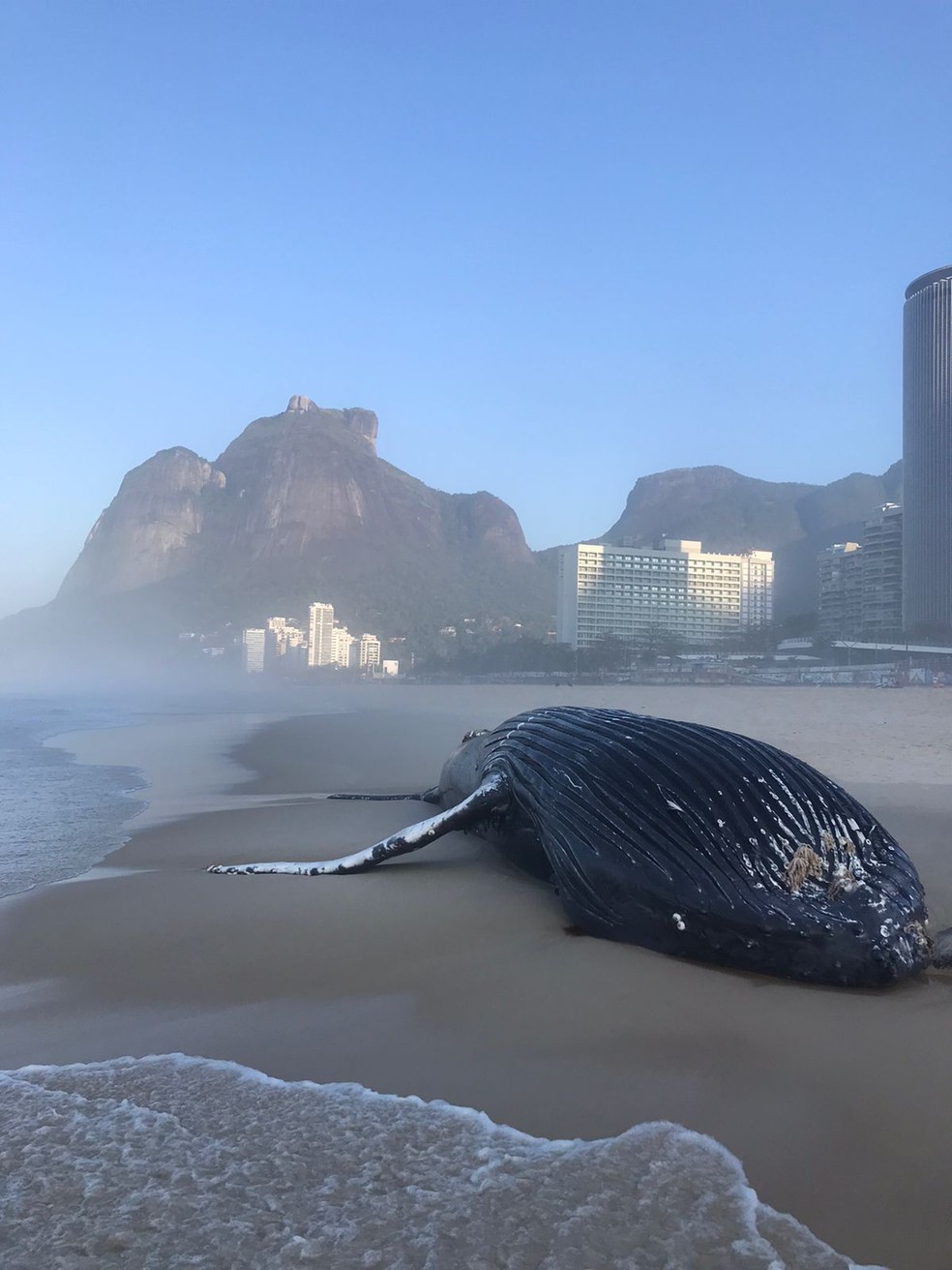 Corpo de baleia foi encontrado na Praia de São Conrado — Foto: Pedro Saad/ Arquivo pessoal