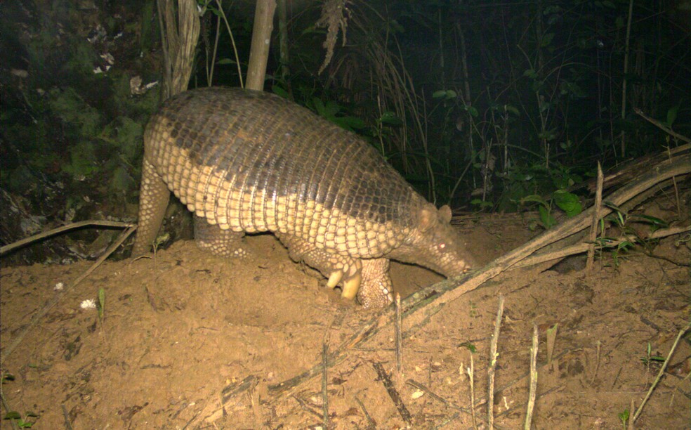 Tatu-canastra possui um papel na comunidade ecológica atuando tal qual um "engenheiro de ecossistema" — Foto: Instituto de Conservação de Animais Silvestres/Acervo