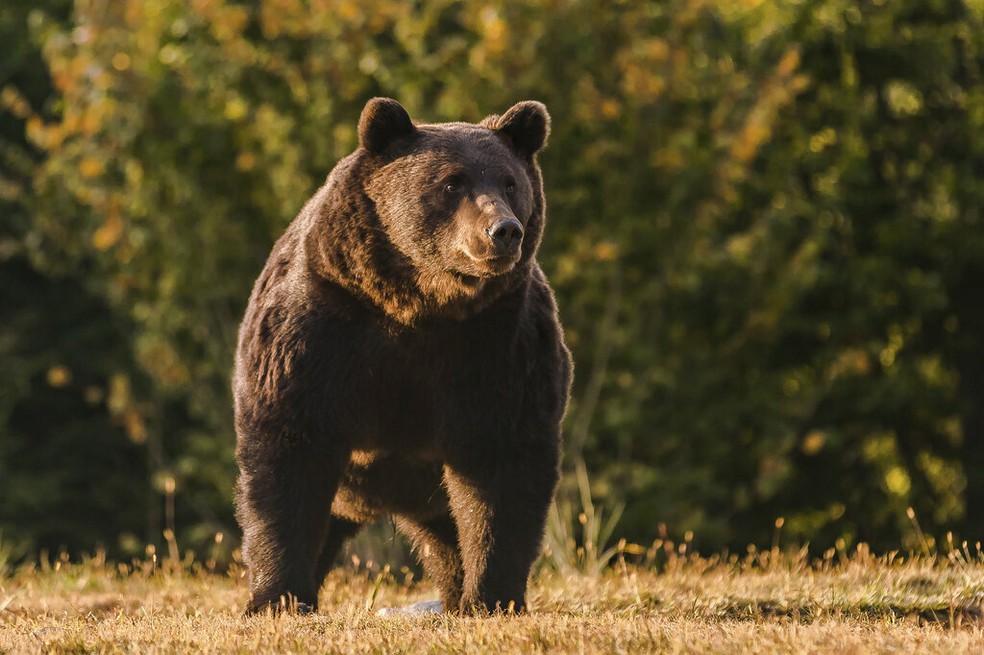 Romênia investiga se príncipe que vive na Áustria matou um urso sem licença  específica | Mundo | G1