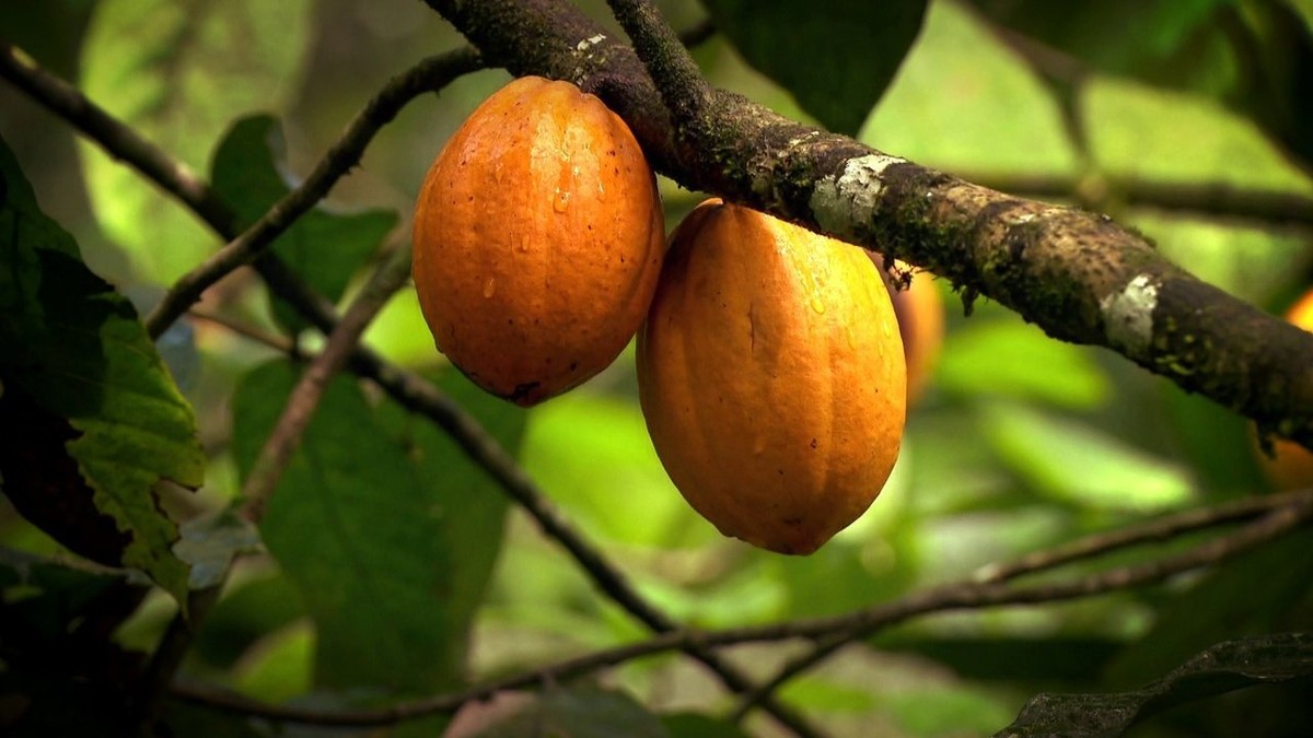 Produção de cacau cresce no Brasil em 2017 | Agro a indústria-riqueza ...