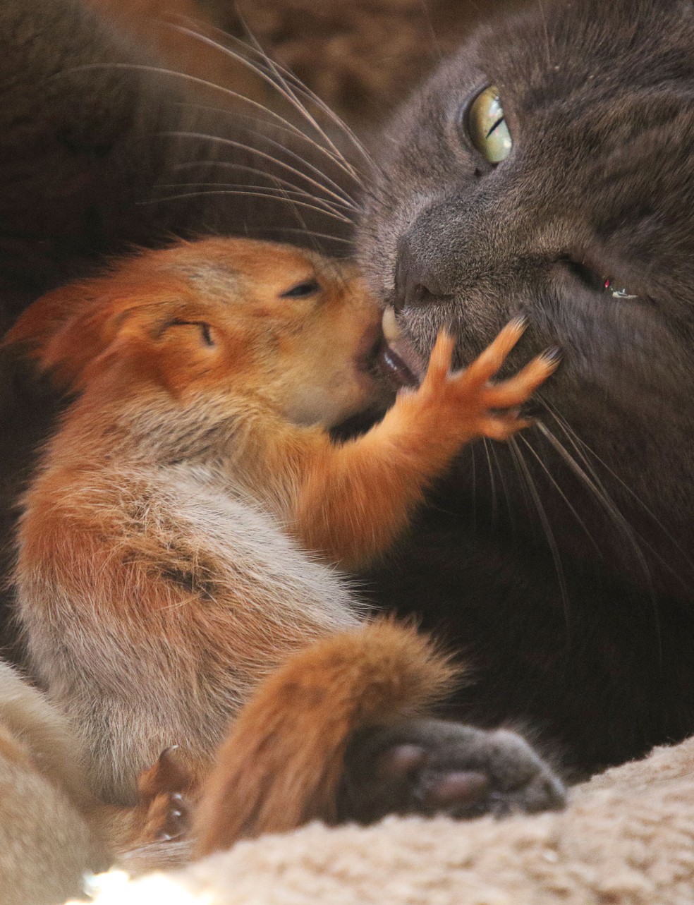 Gata 'adota' filhote de esquilo na Crimeia — Foto: Alexey Pavlishak/Reuters