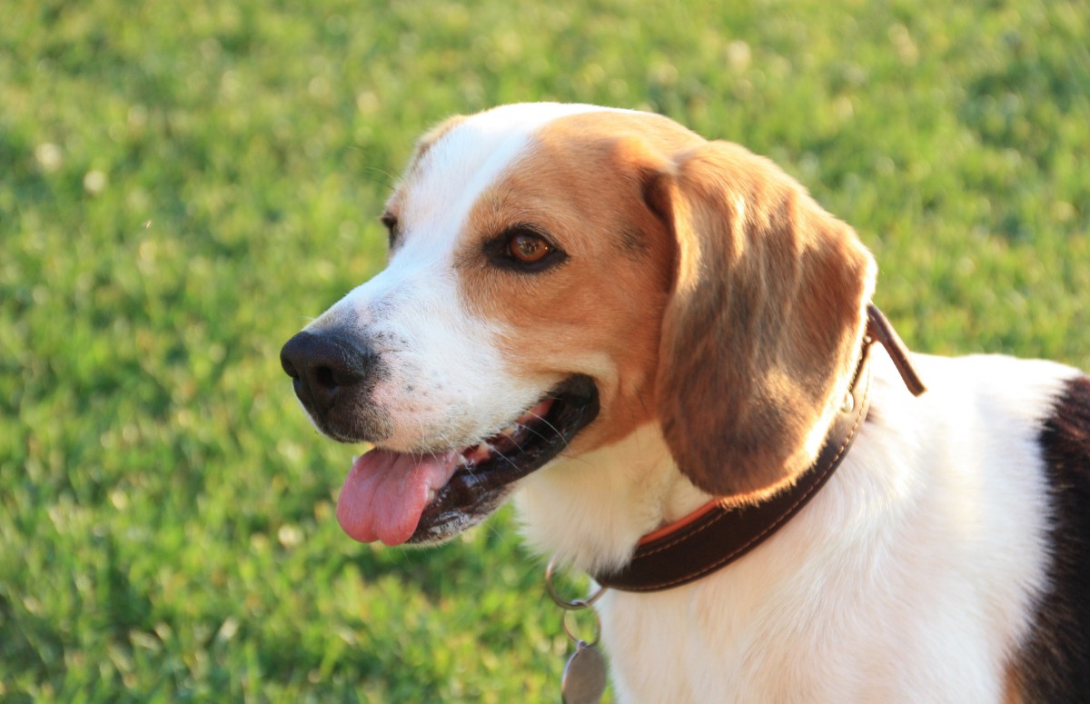 Raças como beagle e labrador tendem a ganhar peso com mais facilidade (Foto: Canva/ CreativeCommons)