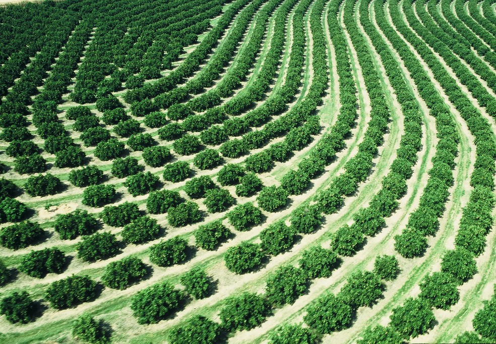 Praga compromete a produtividade dos pomares, gerando prejuízos econômicos e sociais (Foto: Fundecitrus)