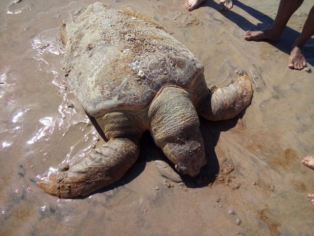 Tartaruga gigante foi encontrada morta em Guriri, no Espírito Santo (Foto: Warlem Escopelle/ Leitor A Gazeta) Tartaruga gigante foi encontrada morta em Guriri, no Espírito Santo (Foto: Warlem Escopelle/ Leitor A Gazeta)