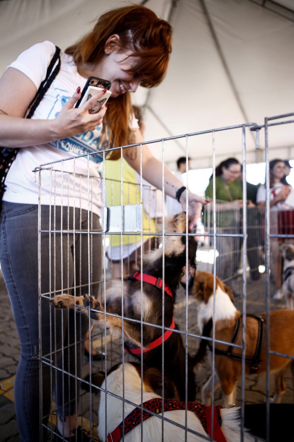 50 animais vão participar da feira de adoção em Fortaleza neste domingo . — Foto: Natália Rocha/Divulgação