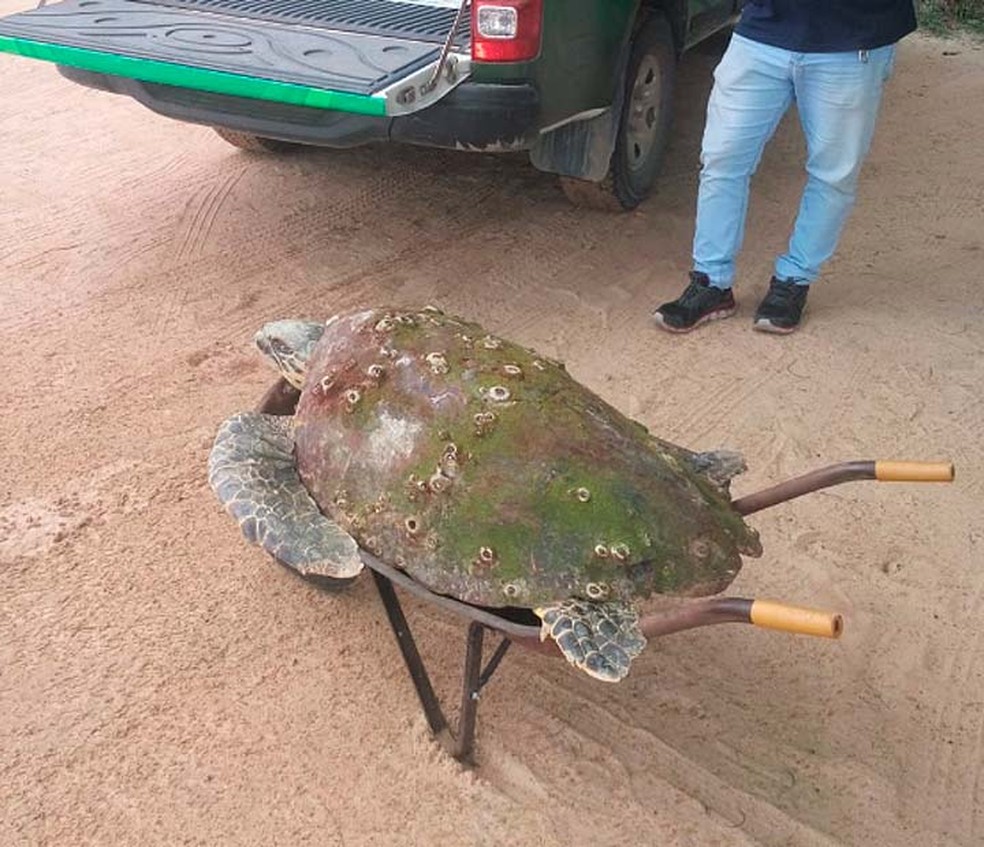 Após ser achada em praia, tartaruga ainda foi resgatada, mas não resistiu na Bahia (Foto: Divulgação/Secretaria de Meio Ambiente de Porto Seguro)