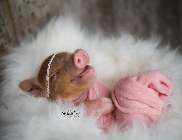 Ensaio Newborn com porco bebê (Foto: Reprodução Facebook/Cashlie White)