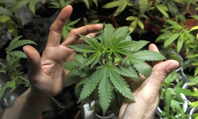 Pés de maconha cultivados no Uruguai