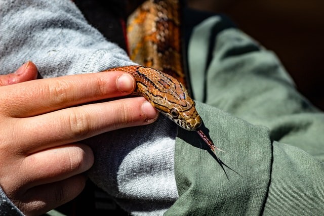 A cobra-do-milho tem temperamento dócil e não é venenosa. Mesmo assim, ela não pode ser domesticada (Foto: Wikipedia/ CreativeCommons)