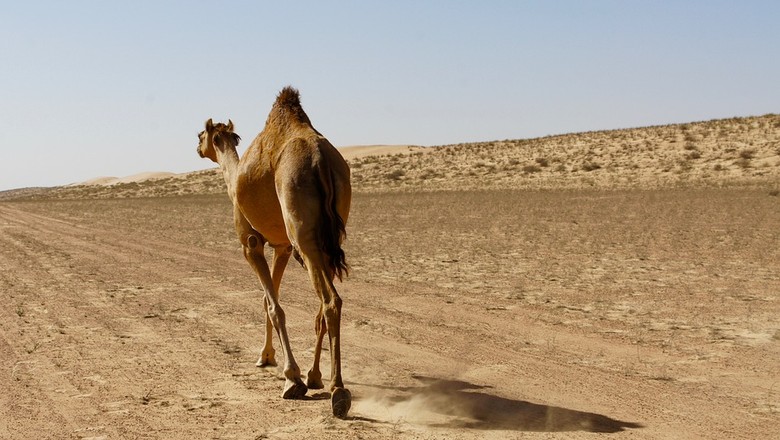 camelo-deserto-seca-baduino (Foto: Pixabay/Famhud/Creative Commons)