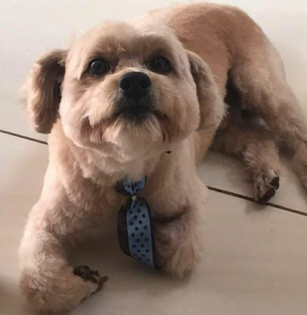 Paçoca morreu após ter sido esquecido em carro de pet shop — Foto: Instagram/Reprodução