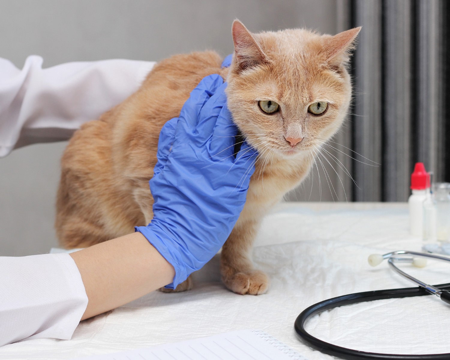 As doenças renais acometem 3 em cada 10 gatos  (Foto: Canva/Creative Commons)