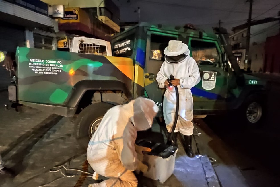 Retirada de colmeia foi feita na noite desta sexta-feira (3), em Guaruj&aacute; (SP) &mdash; Foto: Divulga&ccedil;&atilde;o/ Prefeitura de Guaruj&aacute;
