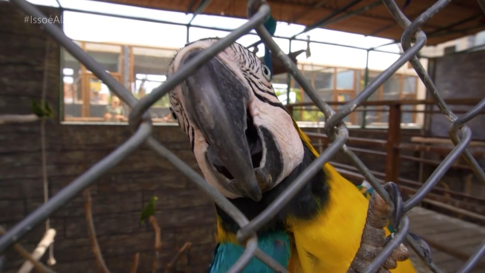 Pousada em Maragogi recebe animais vítimas de maus-tratos — Foto: Reprodução/TV Gazeta