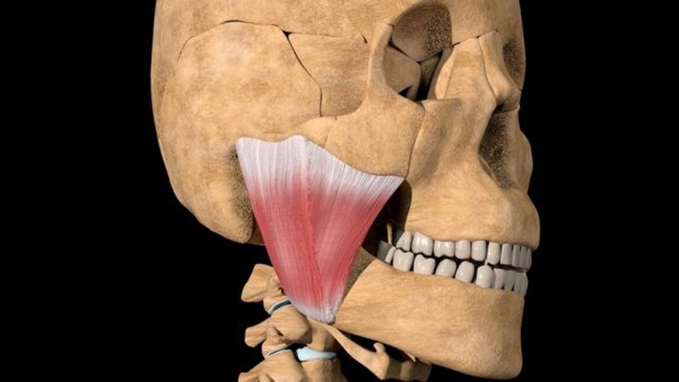 O músculo masseter é o mais proeminente dos músculos da mandíbula — Foto: Getty Images via BBC