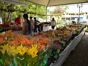 Festval de flores ficará aberto até o próximo domingo, 6, na praça Três Caixas d'Água, em Porto Velho (Foto: Mary Porfiro/G1)