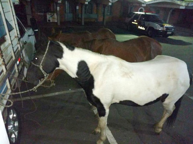 Dupla é presa após furtar cavalos em propriedade rural de Itu (Foto: Polícia Rodoviária/Divulgação)