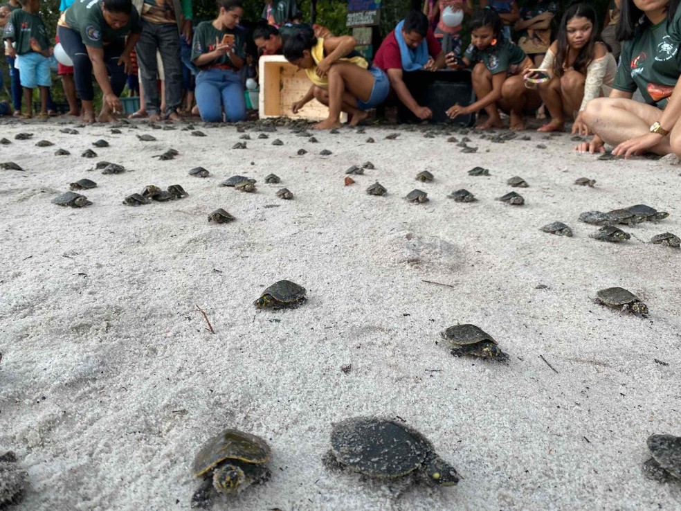 Filhotes de quelônios são soltos na natureza no Amazonas — Foto: Divulgação