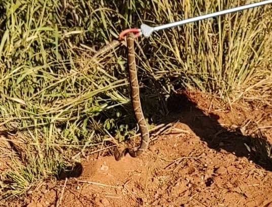 PMA captura serpente jararaca em balneário de Cassilândia