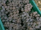 Preço pago pela uva preocupa produtores da Serra Gaúcha 
