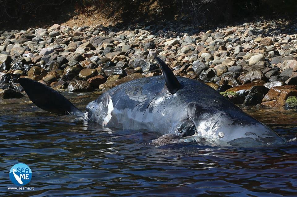 Baleia cachalote aparece morta em Porto Cervo, na ilha de Sardenha, Itália, após ter engolido cerca de 23 quilos de plástico (Foto: SEAME Sardenha / Facebook )
