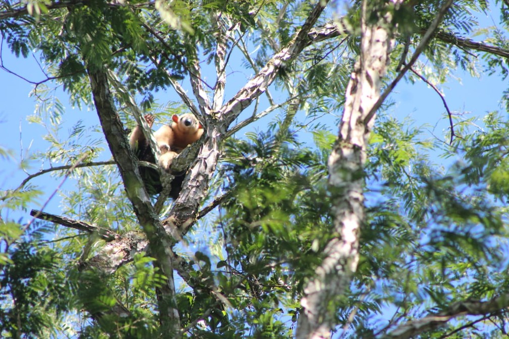Tamanduá-mirim subiu em uma árvore após ser solto — Foto: Prefeitura de Jaraguá do Sul/ Divulgação