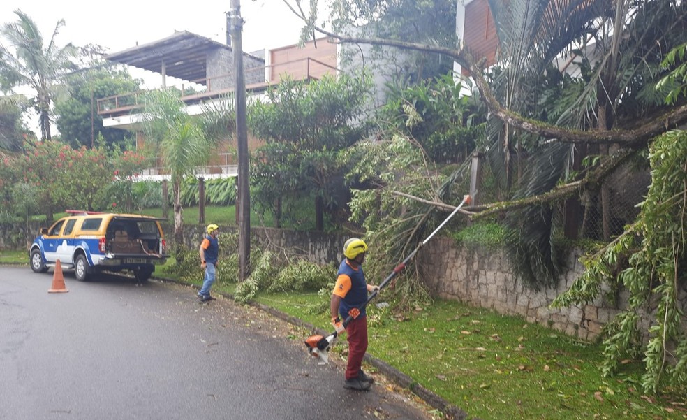 Chuva provoca 14 quedas de árvores em Ilhabela. — Foto: Divulgação/Defesa Civil