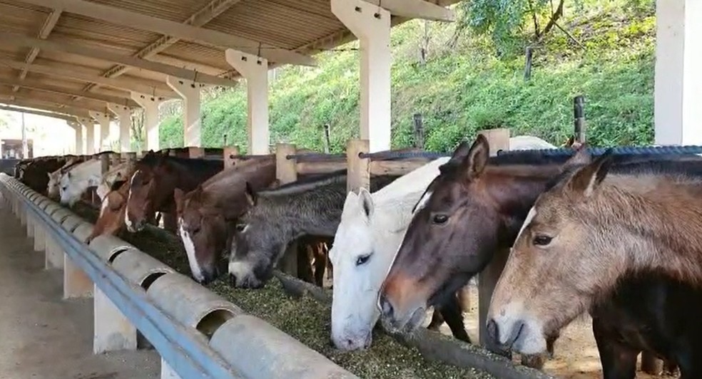 Cavalos sendo alimentos com ração misturada ao melaço de cana. — Foto: Divulgação