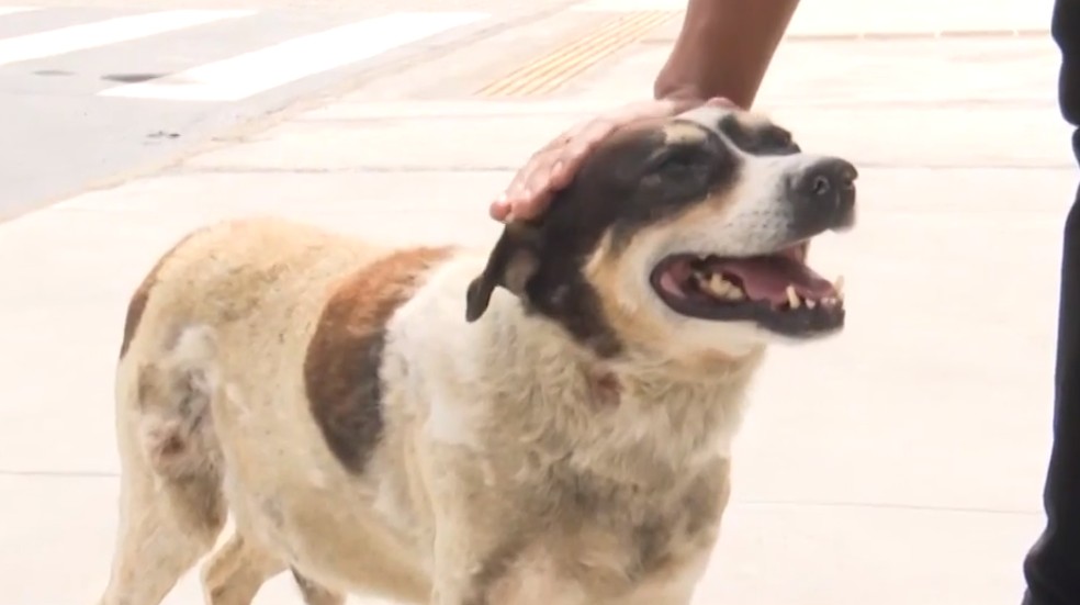 Há quase três anos, cachorro espera por dono em frente à hospital de Feira de Santana — Foto: Reprodução/TV Subaé