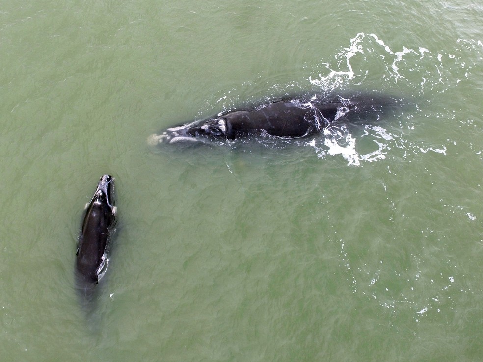 Baleias foram avistadas neste domingo no Litoral Sul catarinense — Foto: Instituto Australis/ProFRANCA