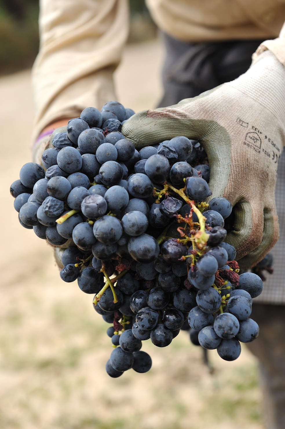 A Península de Setúbal produz vinhos brancos e tintos — Foto: Getty Images
