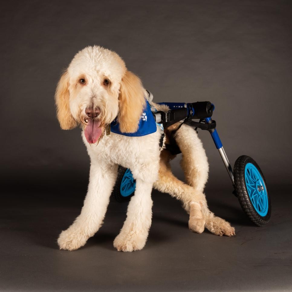 Benny, o vira-lata cadeirante do time Fluff, vencedor do Puppy Bowl 2022 (Foto: Dogist/ Reprodução/ Discovery.com)