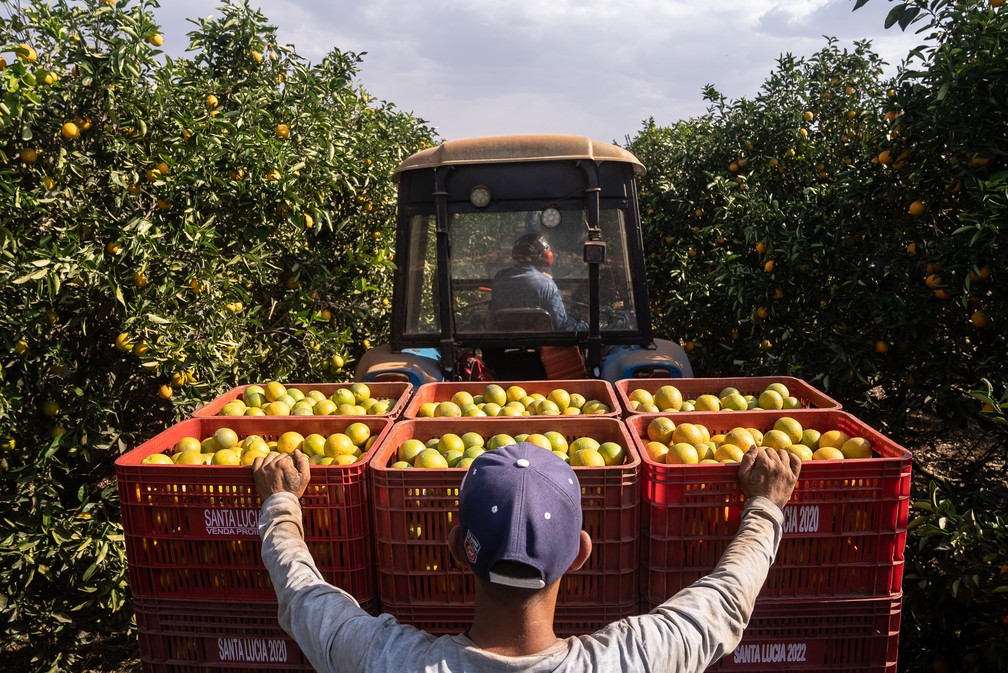 Colheita de laranjas em pomar de uma fazenda em Aguaí (SP) — Foto: Fábio Tito/g1