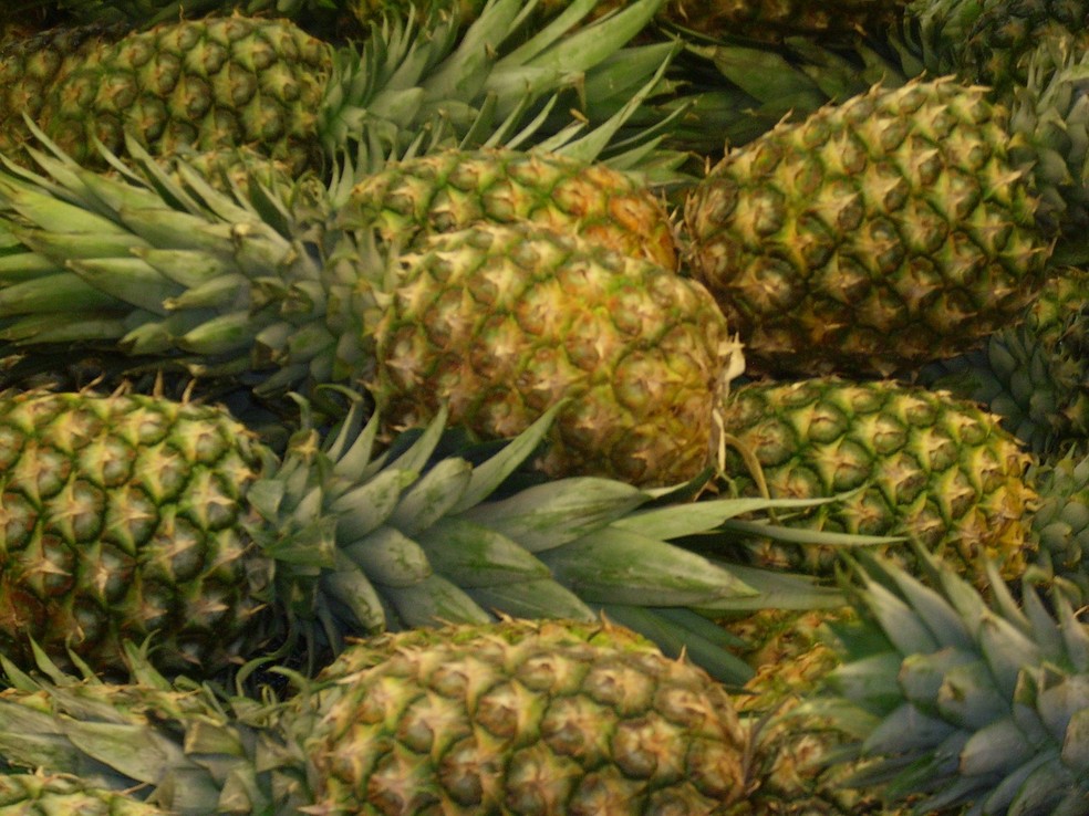 Abacaxizeiro pode ser plantado em casa — Foto: Reprodução/Internet