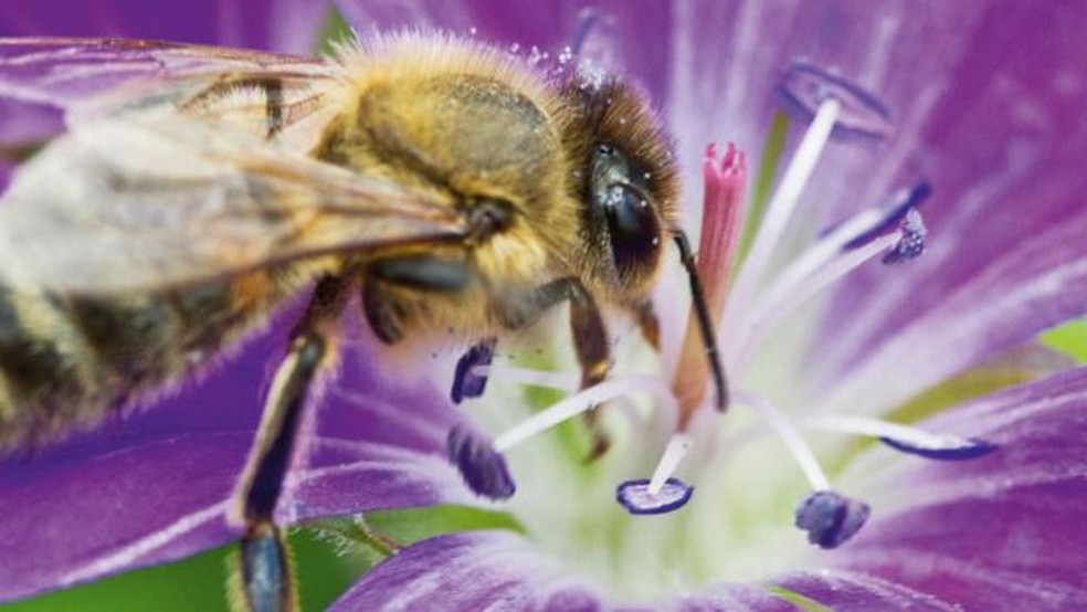 Em muitos países, a população de abelhas selvagens está em declínio — Foto: Getty Images/BBC