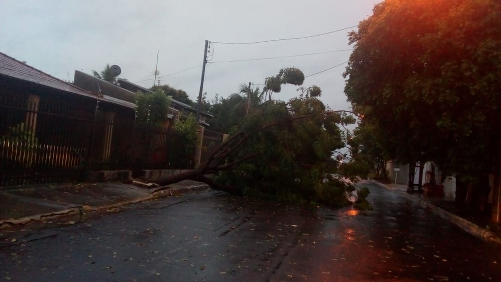 Árvore caiu em cima de uma casa, em Anhumas — Foto: Sérgio Maneol/Cedida