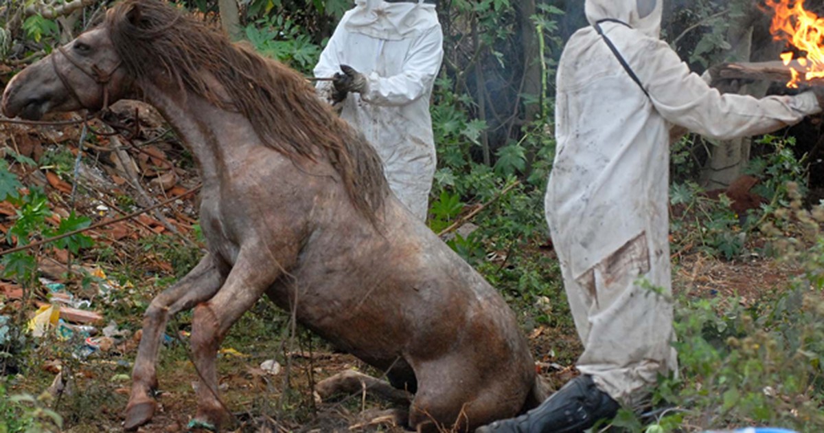 Idoso de 78 anos que andava a cavalo é atacado por abelhas e morre - Gerais  - Estado de Minas