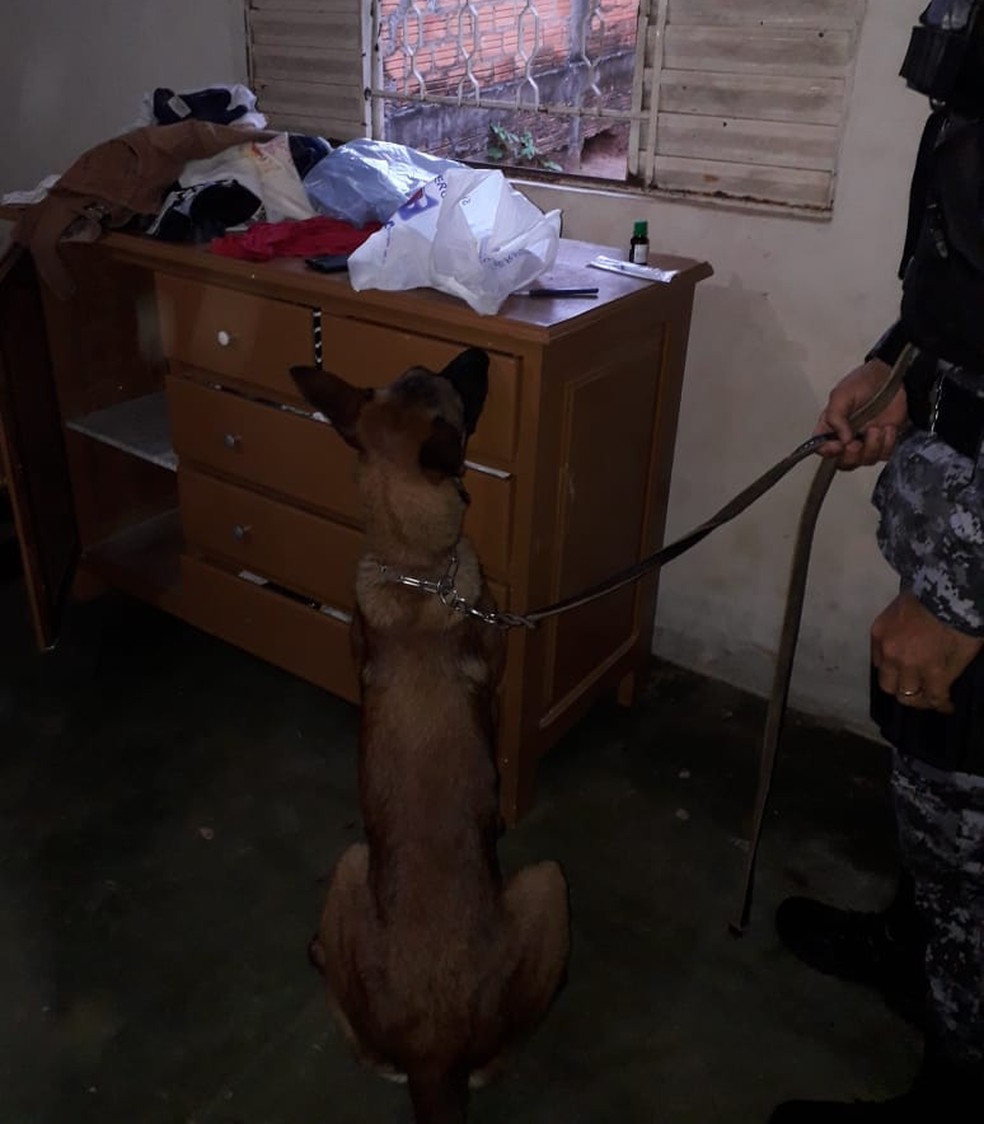 Cães auxiliaram nas buscas durante a operação em Cacoal — Foto: PM/Divulgação