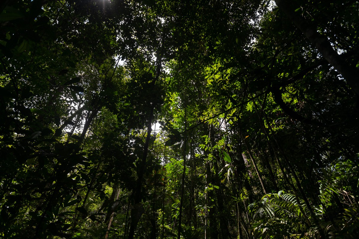 Brasil pode liderar 'nova economia florestal' com reflorestamento de espécies nativas e madeira certificada