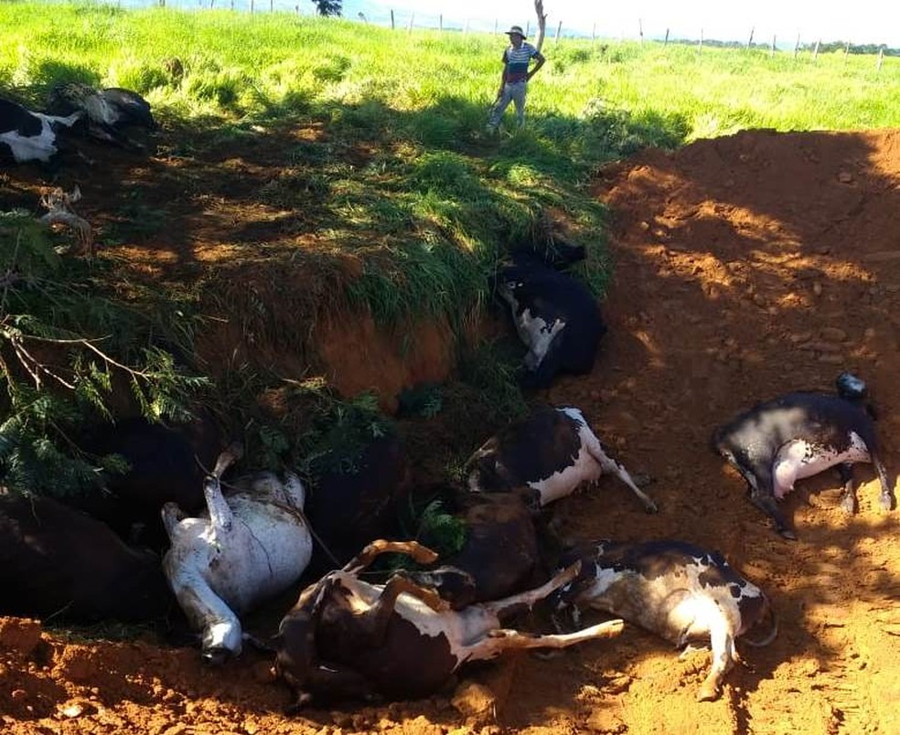 Vacas morreram apÃƒÂ³s fazenda entre UbÃƒÂ¡ e Tocantins ser atingida por raios Ã¢Â€Â” Foto: Onidlag Contin/Arquivo pessoal